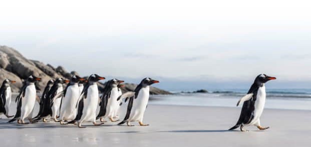 Pinguine laufen in einer Reihe über einen Sandstrand