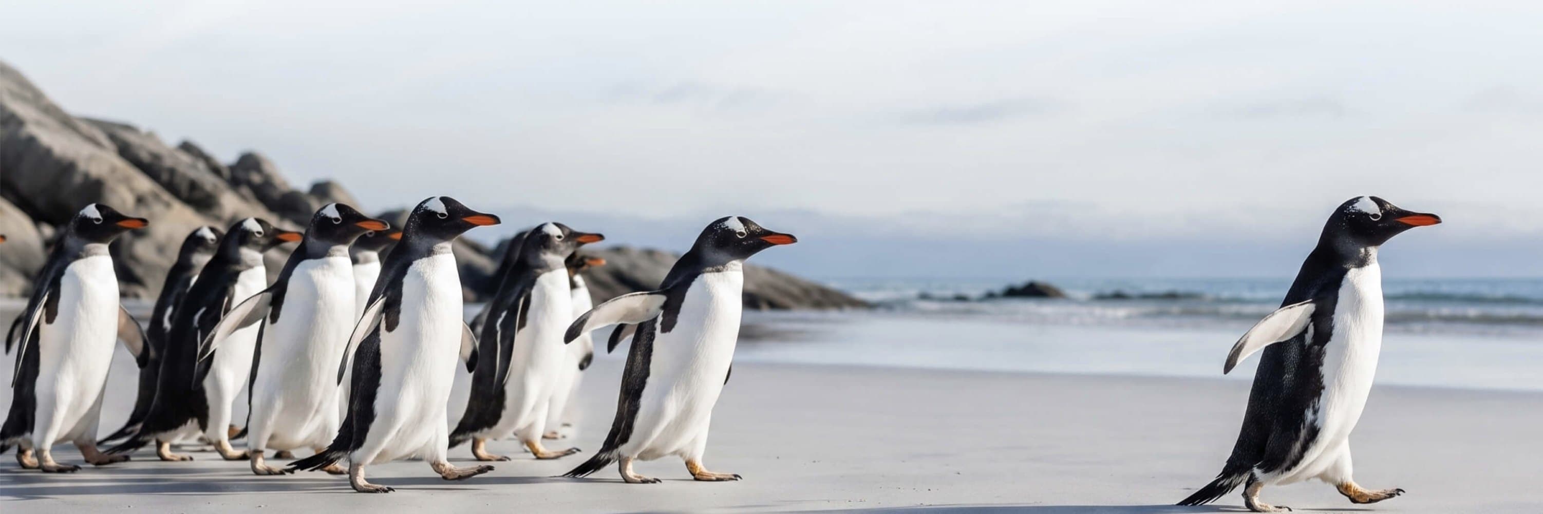Pinguine laufen in einer Reihe über einen Sandstrand